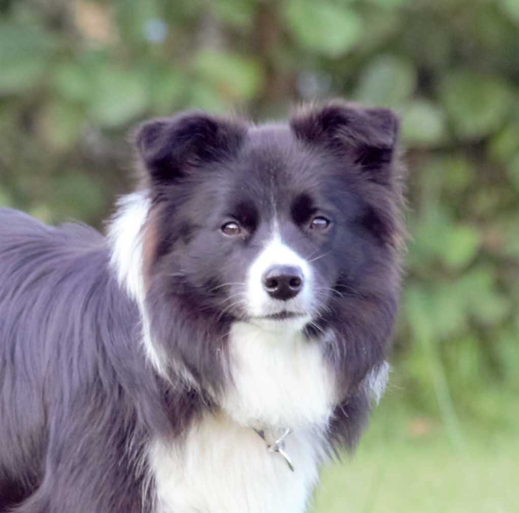 widerristhöhe hund messen